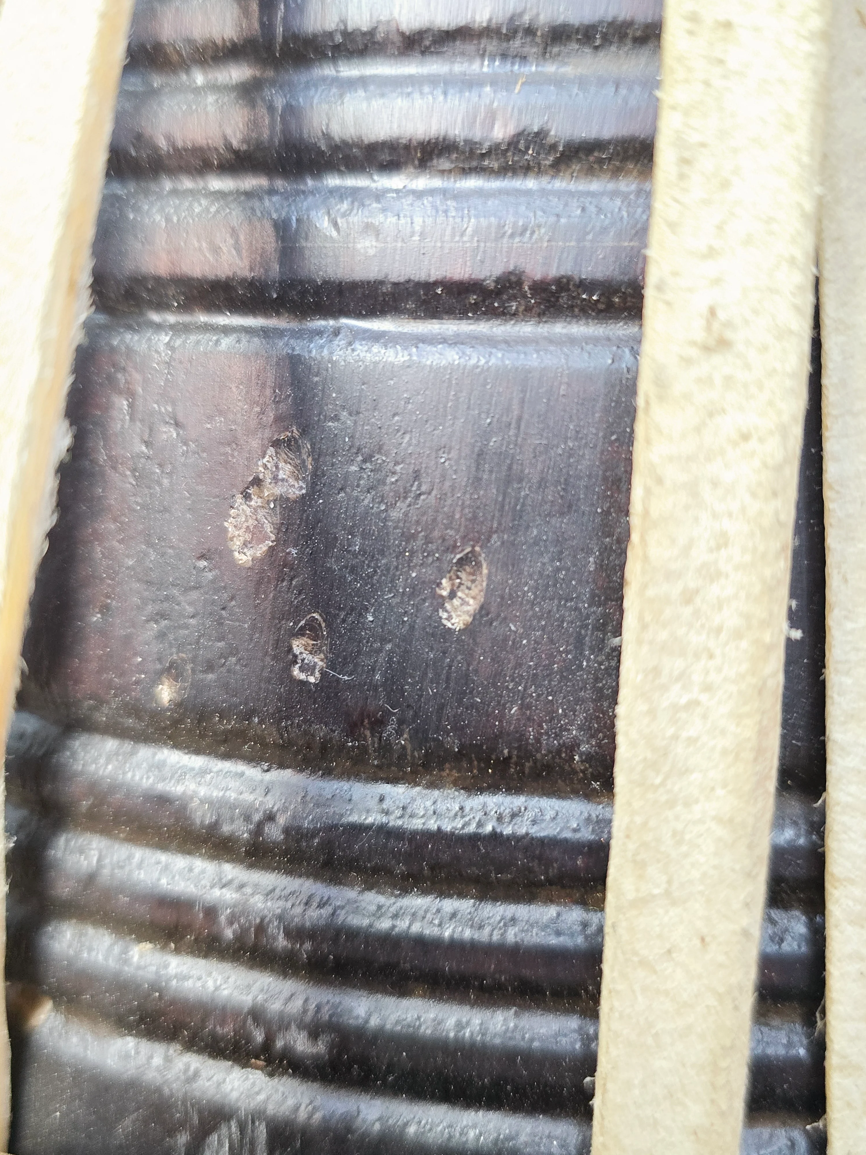 Black Sheesham C# Dayan: 10%Deposit link - Image 8